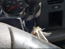 Chevrolet Silverado 3500 Work Truck Image 9